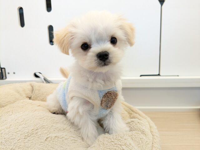 最新画像更新！！モフモフ癒し系ボーイ💙　ハーフ犬（チワワ×マルチーズ）の男のコ　2026/3/11撮影