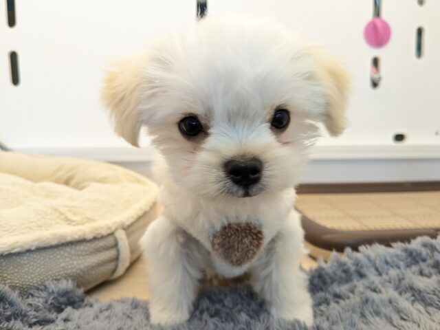 チワマル（マルチワ）