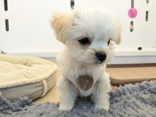 チワマル（マルチワ）