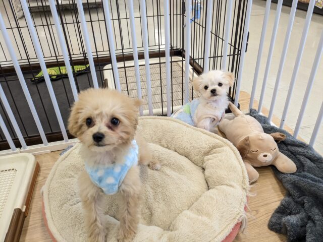 チワマル（マルチワ）