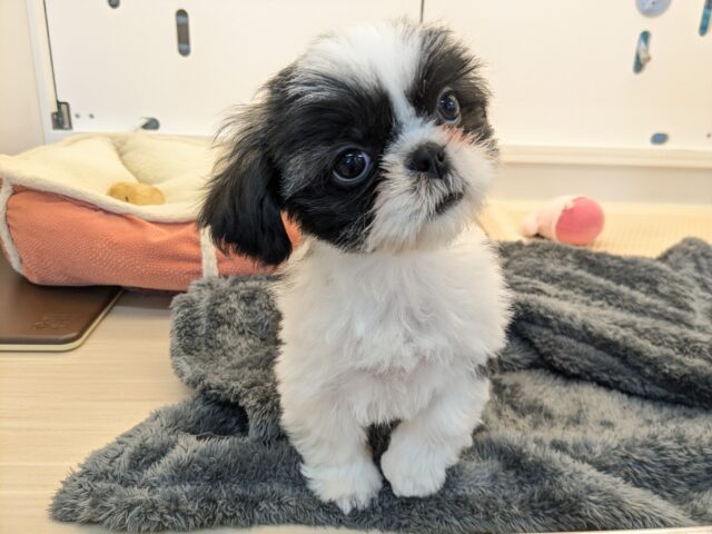 最新画像更新！！パーフェクトガール参上💗　シーズーの女のコ　2026/3/11撮影