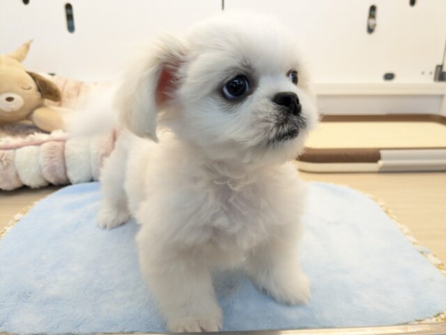 ペキチワ（ペキチー、チワペキ）