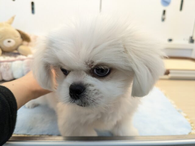 ペキチワ（ペキチー、チワペキ）