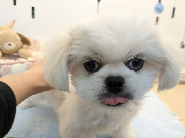 ペキチワ（ペキチー、チワペキ）