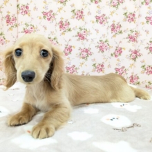 きゅるるん美少女💗　ミニチュアダックスの女のコ　2026/3/12撮影