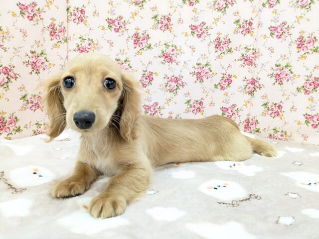 きゅるるん美少女💗　ミニチュアダックスの女のコ　2026/3/12撮影