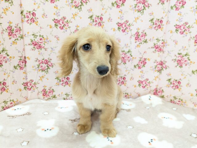 ミニチュアダックス