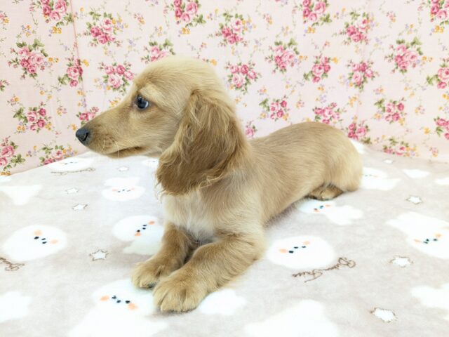 ミニチュアダックス