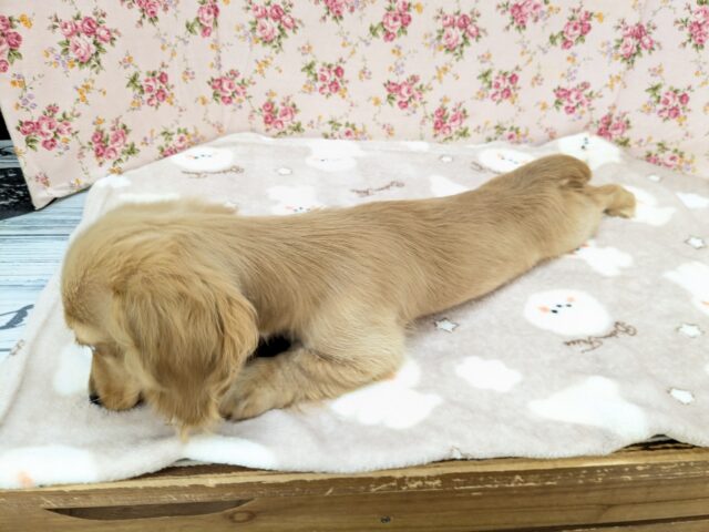 ミニチュアダックス