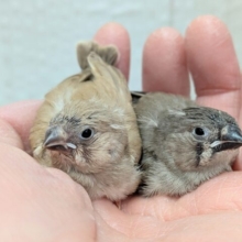 きな粉餅と黒ごま餅🤎🖤キンカ鳥ヒナさん達が来ました〜