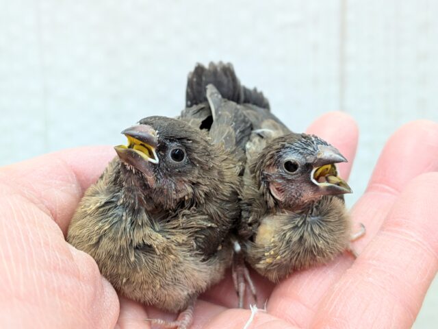 ヨーロッパ十姉妹