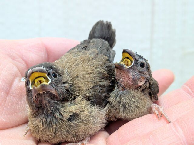 ヨーロッパ十姉妹