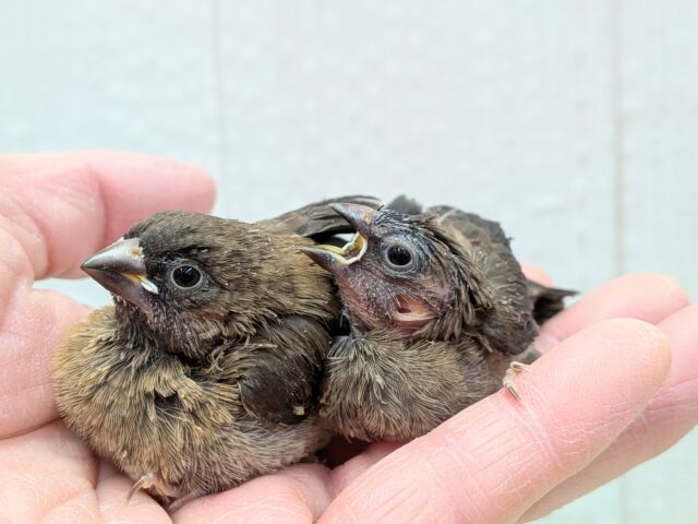 ヨーロッパ十姉妹