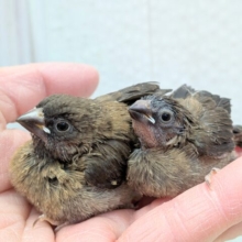 レアです‼️ヨーロッパ十姉妹ヒナさん達〜