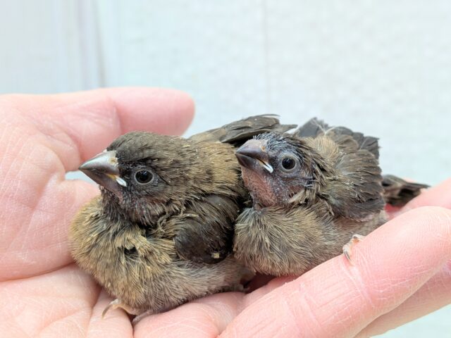 レアです‼️ヨーロッパ十姉妹ヒナさん達〜