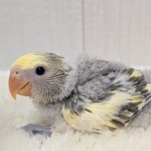 グレー🩶＋イエロー💛＝ステキカラー💖コザクラインコヒナさんモーブパイド