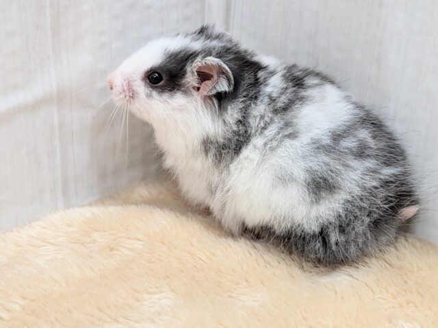 ゴールデンハムスター