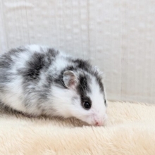 店員激推し!!いそうでいない白黒ハムちゃん🐹