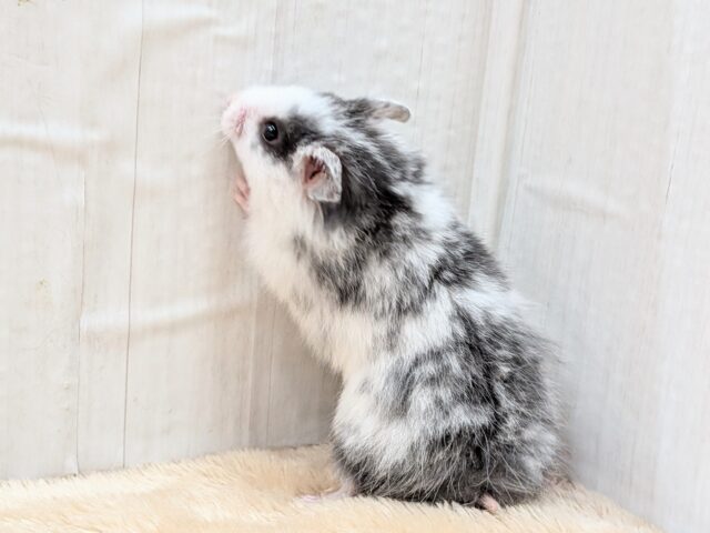 ゴールデンハムスター