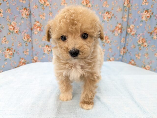 テンションあげあげ～✨　ハーフ犬（トイプードル×マルチーズ）の男のコ　2026/3/18撮影