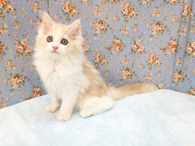 最新画像更新！！プリティー美男子💙　ラガマフィンの男のコ　2026/3/20撮影