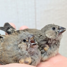久々にやって来ました！ジャンボキンカ鳥ヒナ〜ズ