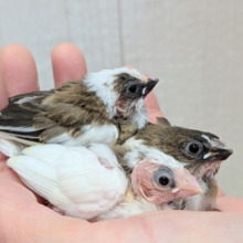 春の３色団子🍡十姉妹ヒナさん来ました〜