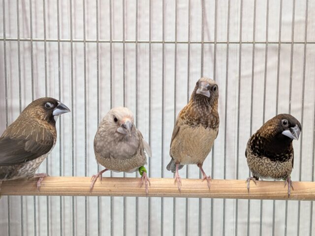 ヨーロッパ十姉妹