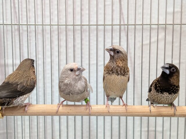 ヨーロッパ十姉妹