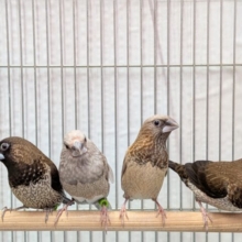 十姉妹界のイケメン✨ヨーロッパ十姉妹ペア