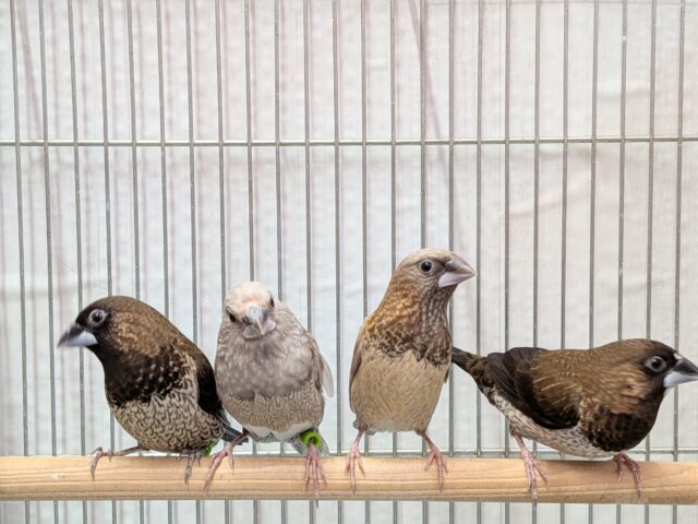 十姉妹界のイケメン✨ヨーロッパ十姉妹ペア