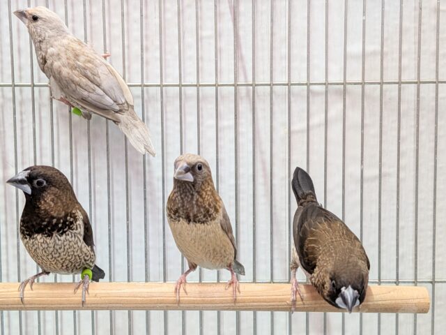 ヨーロッパ十姉妹