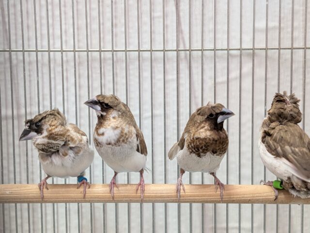 髪型にこだわりあり!!ヨーロッパ十姉妹梵天ペア ヨーロッパ十姉妹