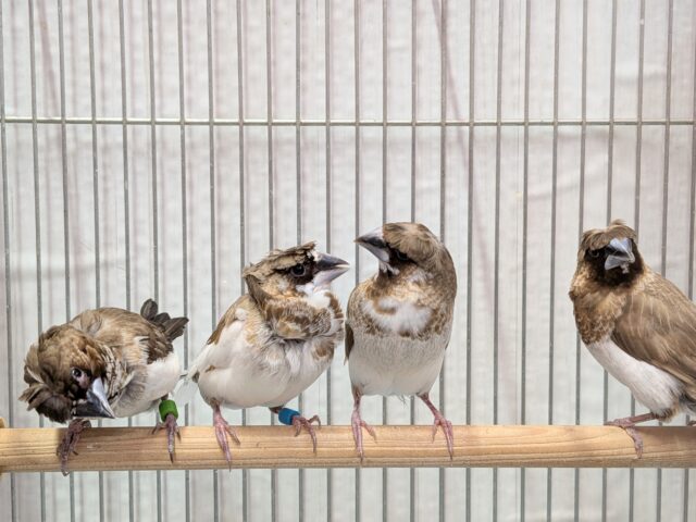 髪型にこだわりあり!!ヨーロッパ十姉妹梵天ペア ヨーロッパ十姉妹