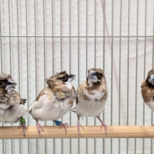 髪型にこだわりあり!!ヨーロッパ十姉妹梵天ペア