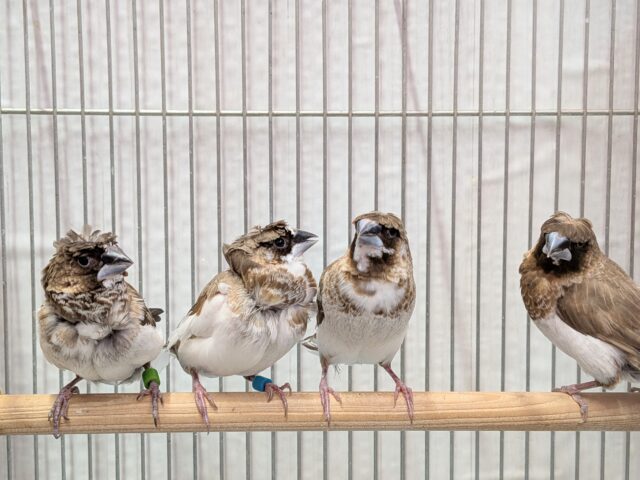 髪型にこだわりあり!!ヨーロッパ十姉妹梵天ペア