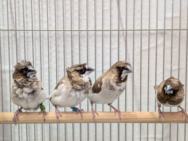 髪型にこだわりあり!!ヨーロッパ十姉妹梵天ペア ヨーロッパ十姉妹