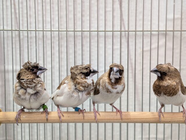 髪型にこだわりあり!!ヨーロッパ十姉妹梵天ペア ヨーロッパ十姉妹