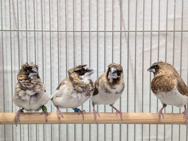 髪型にこだわりあり!!ヨーロッパ十姉妹梵天ペア ヨーロッパ十姉妹