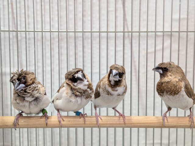 髪型にこだわりあり!!ヨーロッパ十姉妹梵天ペア ヨーロッパ十姉妹