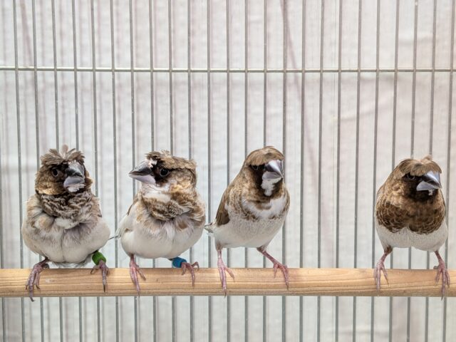 髪型にこだわりあり!!ヨーロッパ十姉妹梵天ペア ヨーロッパ十姉妹