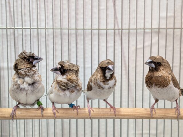 髪型にこだわりあり!!ヨーロッパ十姉妹梵天ペア ヨーロッパ十姉妹