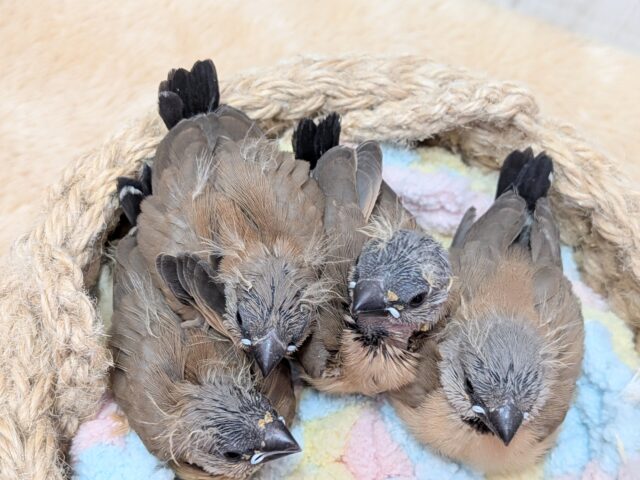 シュバシキンセイチョウ