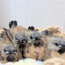 ヒナの時から美形さん💖シュバシキンセイチョウヒナさん来ました〜