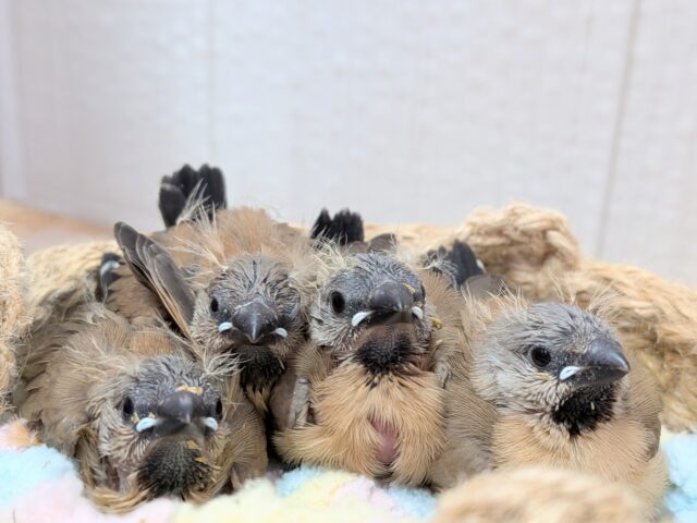 ヒナの時から美形さん💖シュバシキンセイチョウヒナさん来ました〜