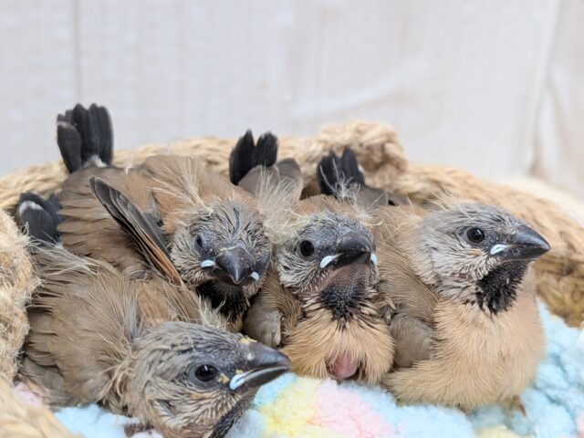 シュバシキンセイチョウ