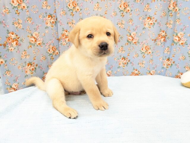 ホックホクだよっ🌟 ラブラドールレトリバーの男のコ 2026/3/27撮影 ラブラドール