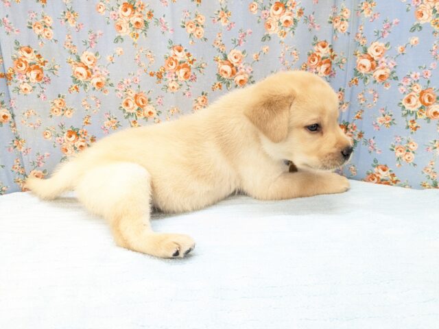 ホックホクだよっ🌟 ラブラドールレトリバーの男のコ 2026/3/27撮影 ラブラドール