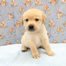 ホックホクだよっ🌟　ラブラドールレトリバーの男のコ　2026/3/27撮影