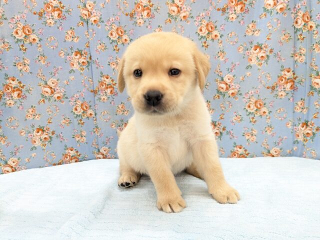 ホックホクだよっ🌟 ラブラドールレトリバーの男のコ 2026/3/27撮影 ホックホクだよっ🌟 ラブラドールレトリバーの男のコ 2026/3/27撮影